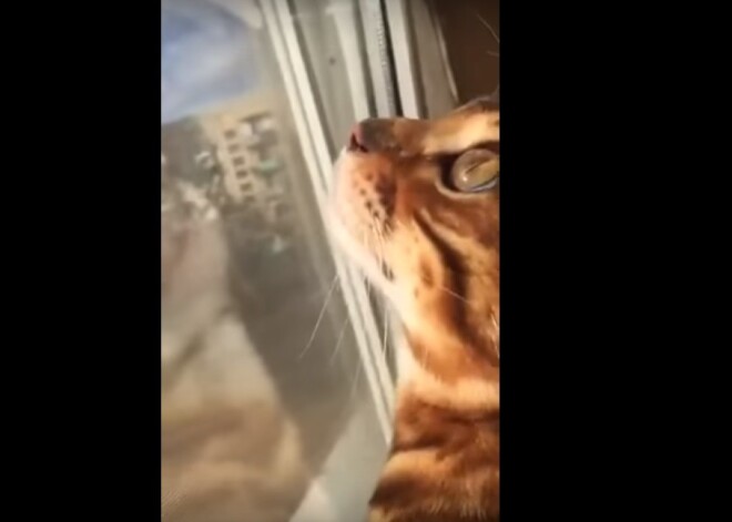 Видео с котом, издавшим смешные звуки под впечатлением от мухи, рассмешило cеть