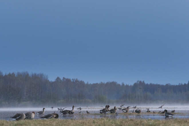 Migrējošās zosis palienē. Dāvis nakti pārlaida uz nelielas saliņas Viesītes palienē, un viņam paveicās. Putniem no rīta labpatikās nosēsties tieši šīs saliņas malā.