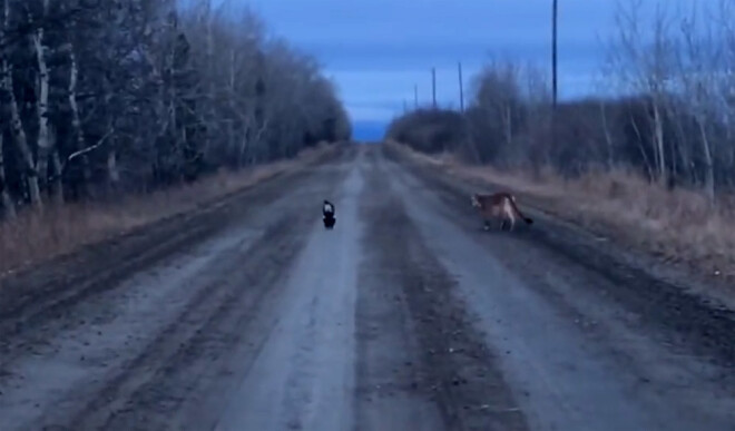 Skunkss un uzmācīgā puma.