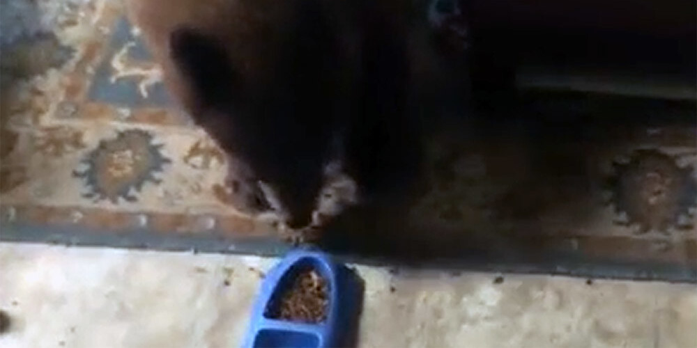 Rijīgs lāču mazulis ielaužas mājā un bezkaunīgi izēd kaķa pusdienas