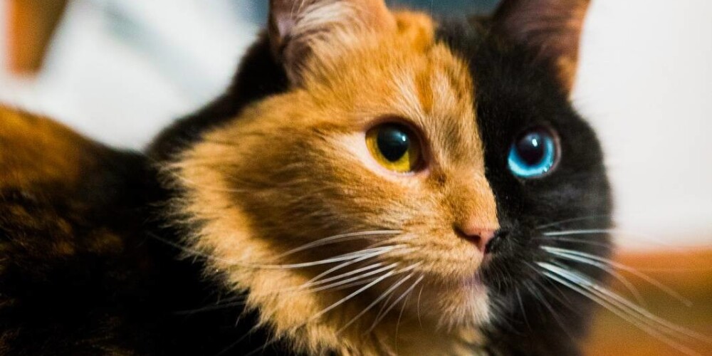 Двуликая кошка с аномальным окрасом покорила интернет