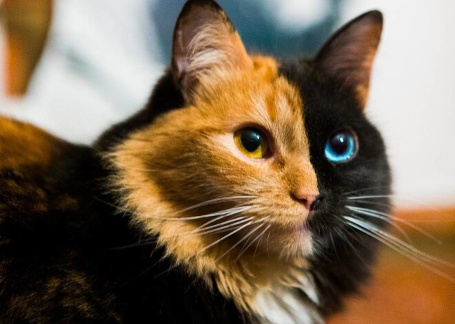 Двуликая кошка с аномальным окрасом покорила интернет