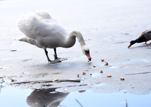 А белый лебедь на пруду... Можно ли статную птицу кормить хлебом?