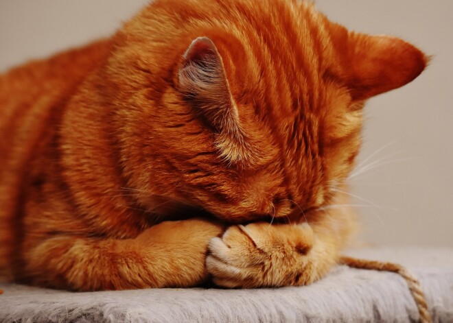 Tavs horoskops šodienai. Piektdiena, 24. novembris