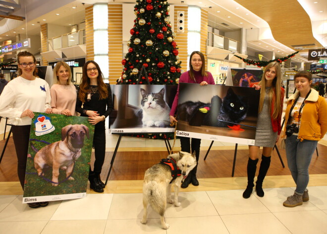 Šī gada 1. decembrī tirdzniecības centrā “Domina Shopping” tika atklāta foto izstāde “Es arī gribu pavadīt Ziemassvētkus mājās”. Izstādē ir redzami kaķi un suņi, kuri šobrīd dzīvo dzīvnieku aizsardzības biedrības “Cat Care Community” pagaidu mājās un Juglas patversmē “Labās mājas”.