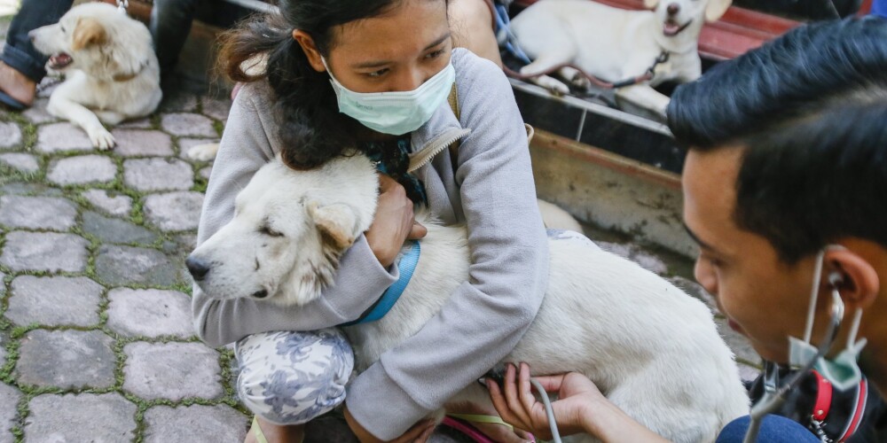 Cilvēki evakuējās, bet dzīvnieki palika nomirt. Kā labie ļaudis pēc vulkāna izvirduma Bali steidz glābt dzīvās radības