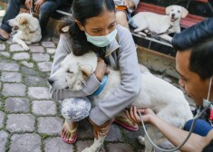 Cilvēki evakuējās, bet dzīvnieki palika nomirt. Kā labie ļaudis pēc vulkāna izvirduma Bali steidz glābt dzīvās radības