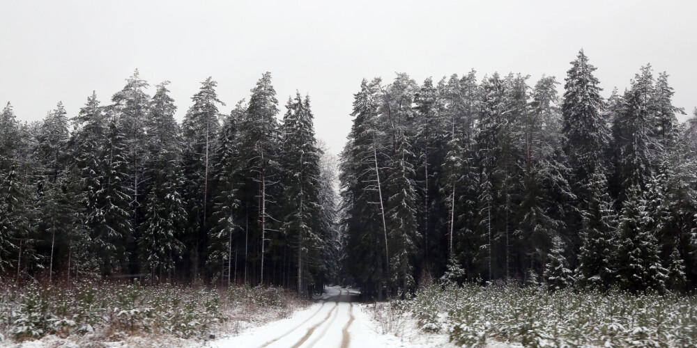 Meža īpašnieku biedrība: "Bažām par Latvijas mežu izciršanu nav nekāda pamata"