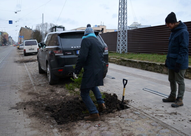 Organizācijas "Riga Tactical Urbanists" aktīvisti aizsāk jaunu akciju #SAKOPRĪGU - tukšajos melnzemes kvadrātos Krišjāņa Barona ielā starp Artilērijas un Lielgabala ielām ievietojot svētku eglītes.