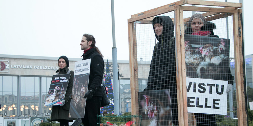 "Vistu elle": cilvēki pie Stacijas laukuma "Rimi" piketē par dējējvistu labturību