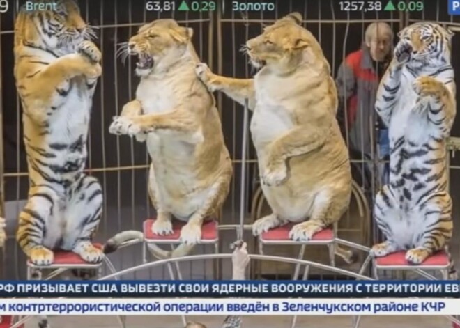 Толстые львы в российском цирке шокировали пользователей соцсетей