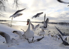 Gulbji un kaijas Daugavmalā pie Ķengaraga promenādes.