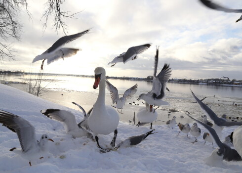 Gulbji un kaijas Daugavmalā pie Ķengaraga promenādes.