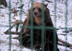 Latvijas slavenākais lācis - lācene Ilzīte ceturtdien svinēs 17 gadu jubileju.