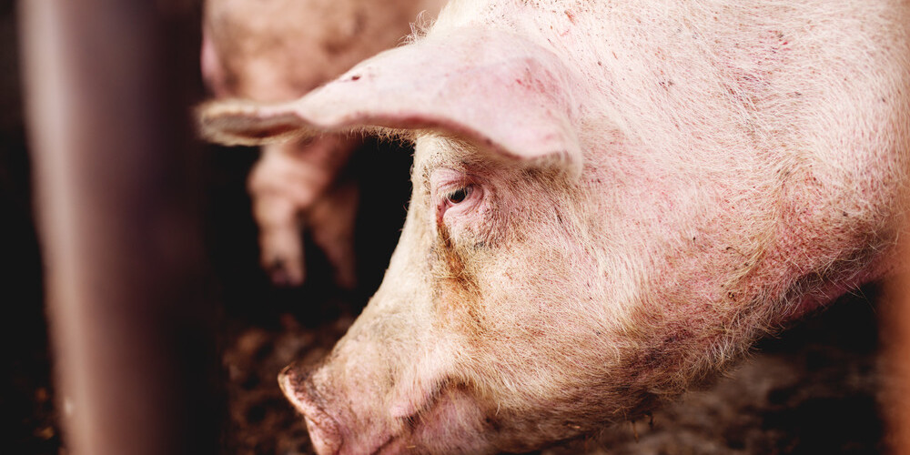 Видео дня: свинья вытащила собрата из-под ножа мясника