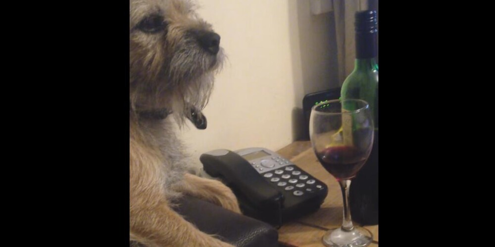 Этот пес точно знает, когда его хозяину не стоит больше прикладываться к выпивке!