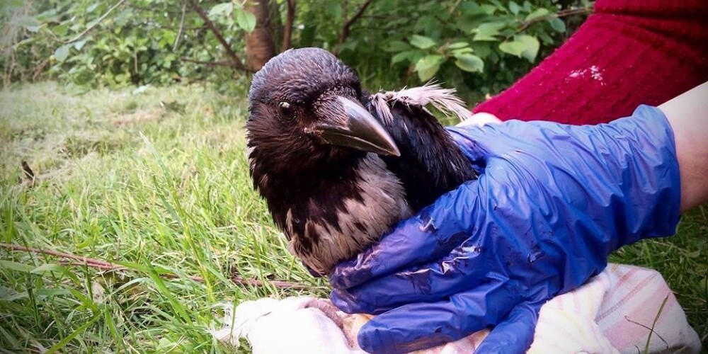 Vāc parakstus, lai Jūrmalā izglābtu no drošas nāves 200 putnus