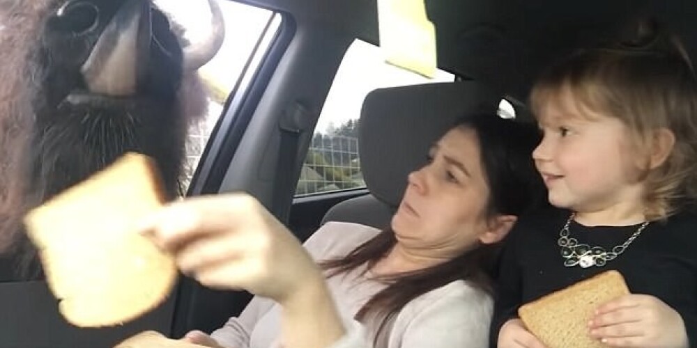 Забавное видео: голодные бизоны напугали женщину в машине