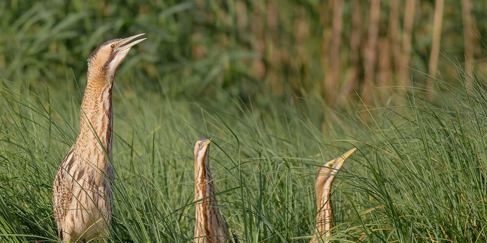 Latvijā ligzdo 300–500 lielo dumpju pāru.