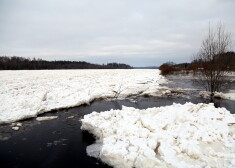 Vižņu sablīvējumi Daugavā pie Zeļķu tilta.