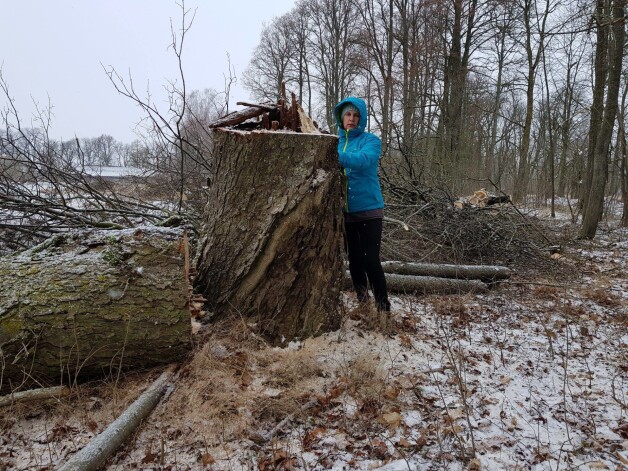 Ieva Lillā pie vīra vecvectēva savulaik stādīta ozola, kuru būvnieki pamanījušies nozāģēt, attīrot ceļmalu no krūmiem. 