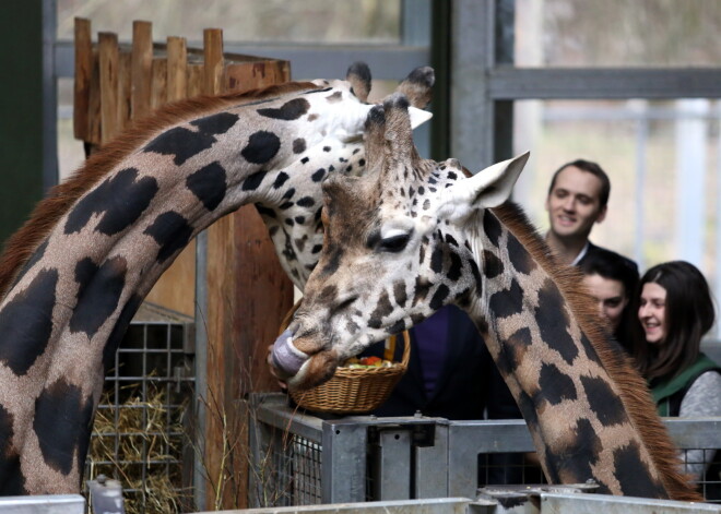 Iepazīsies ar ekspozīcijas „Āfrikas savanna” būvdarbu gaitu Rīgas zooloģiskajā dārzā