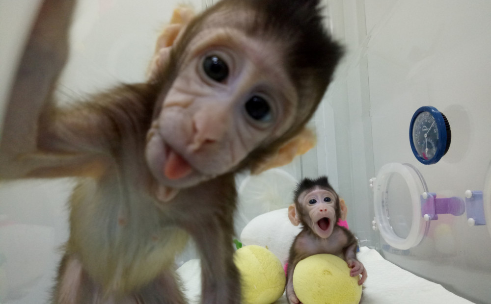 Pirmo reizi pasaules vēsturē klonēti pērtiķi; vai nākamie varētu būt cilvēki?