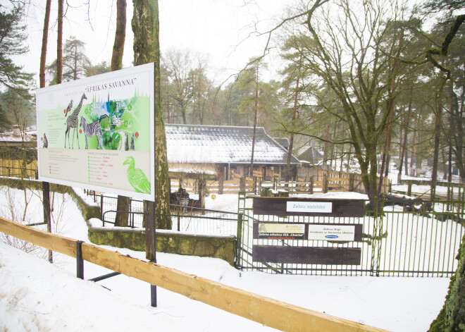 „Būvlaukumā darbs norit intensīvi, pat apsteidzot termiņus. „Āfrikas savanna” būs lielisks projekts, kurā kopā dzīvos dažādi dzīvnieki. Nākamais likumsakarīgais solis mums būs Ziloņu mājas izbūve blakus „Āfrikas savannai”,” norādīja N.Ušakovs.