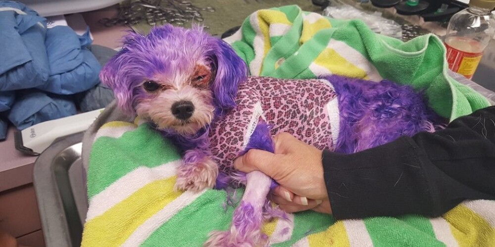 Хозяин чуть не убил собаку, пытаясь ее покрасить краской для людей