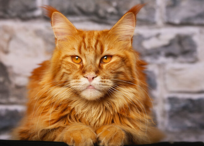 Ja vēlies, lai mājās dzīvo naudas kaķis