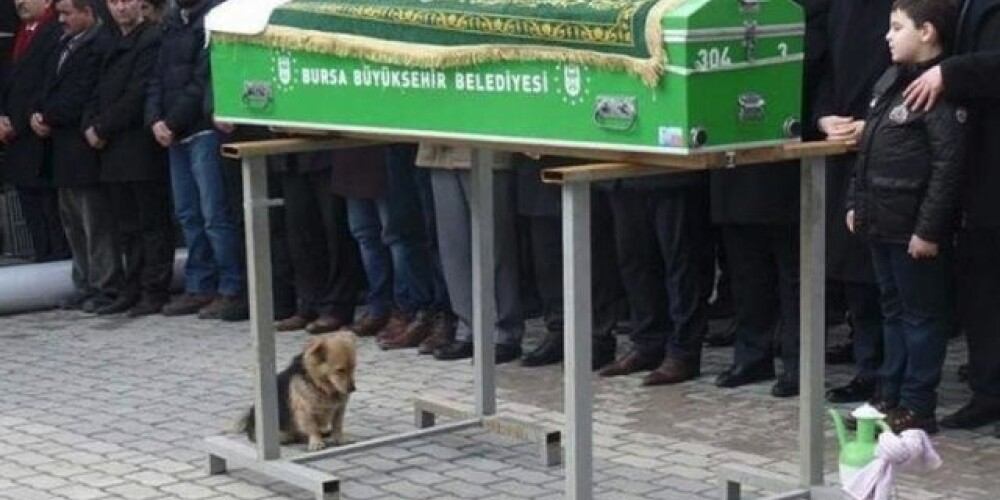 Без слез не взглянешь: собака каждый день ходит на могилу хозяина