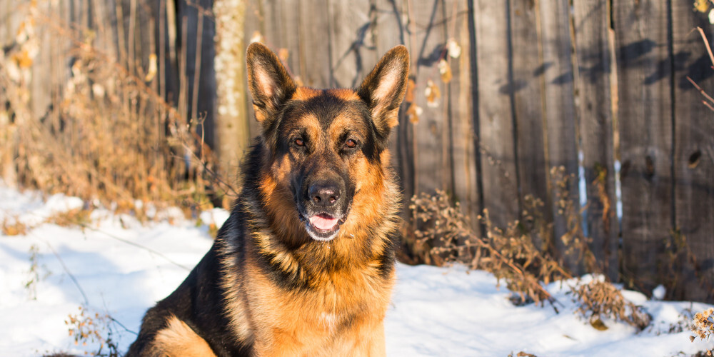 Kuram sunim droši var uzticēt lauku mājas sargāšanu?
