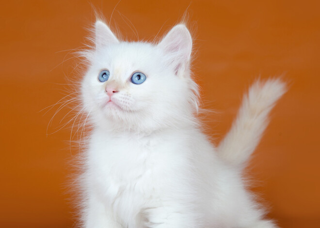 Tavs horoskops šodienai. Piektdiena, 9. februāris