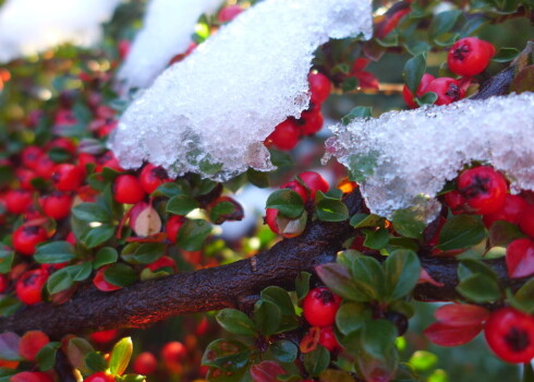 Klintenes ir mazprasīgas augsnes ziņā, sausumizturīgas un lielākoties izturīgas pret salu, putekļiem un izplūdes gāzēm, tāpēc ļoti piemērotas pilsētu apstādījumiem.