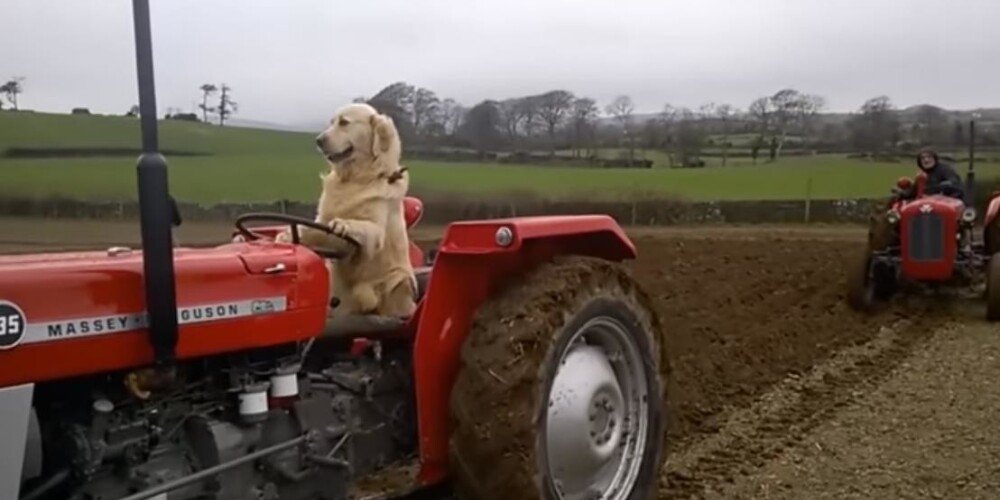 Видео дня: «Тр-Тр пес» из Новой Зеландии водит трактор и в ус не дует