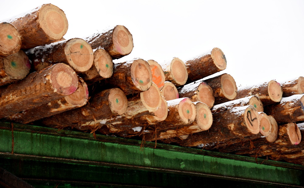 Lai saņemtu atļauju pirms koku ciršanas lieguma perioda, iesniegums Būvvaldē jāiesniedz līdz 27. martam
