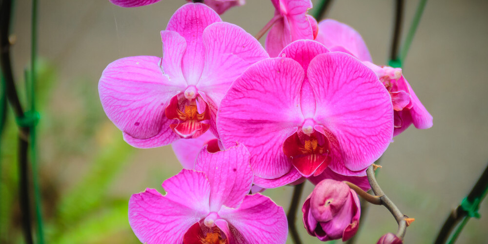 Daži triki, lai tavas orhidejas uzziedētu ātrāk