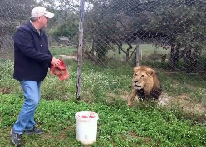 Noskaties, kā Zimbabvē baro dusmīgu un ievainotu lauvu