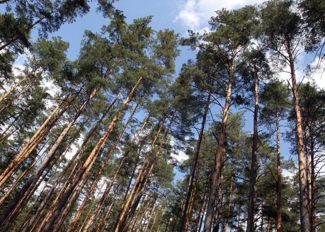 Zāļu skapītī - priede. Praktiski padomi, kā to izmantot ikdienā