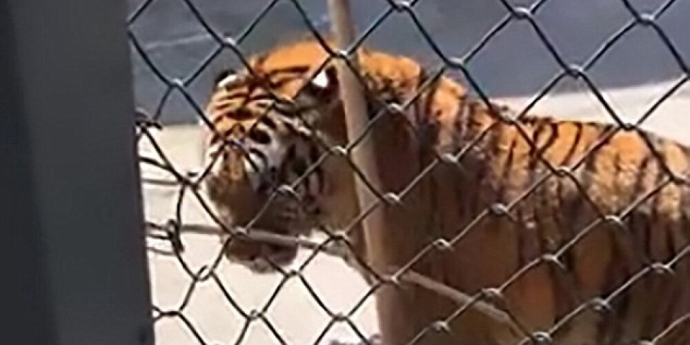Шокирующие кадры: тигр растерзал вырастившего его человека