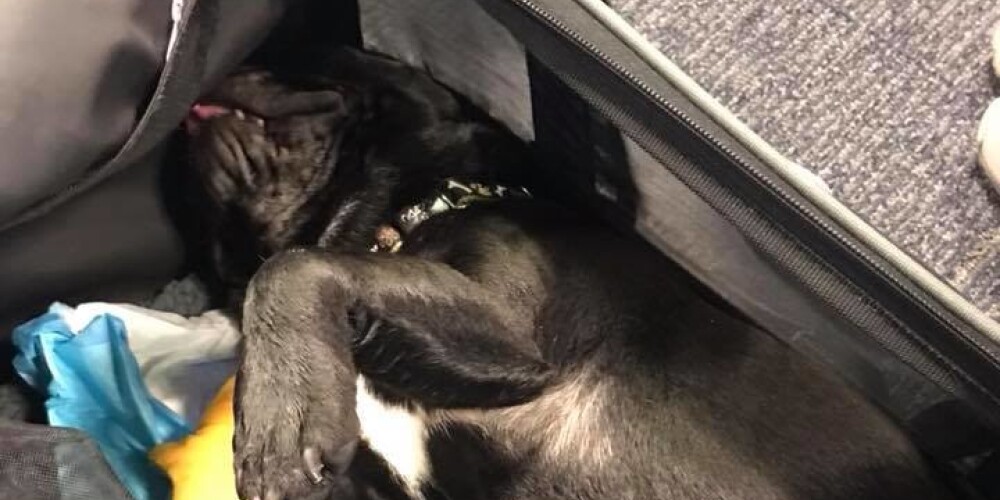 Три часа без воздуха и воды: собака умерла после требования стюардессы поместить ее на багажную полку