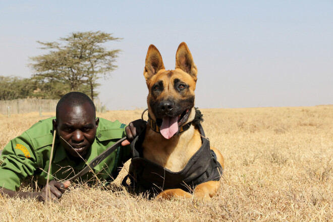 Daļu nopelnīto līdzekļu novirzīs, lai darinātu bruņuvestes suņiem, kas dodas līdzi malumedniecības apkarotājiem.