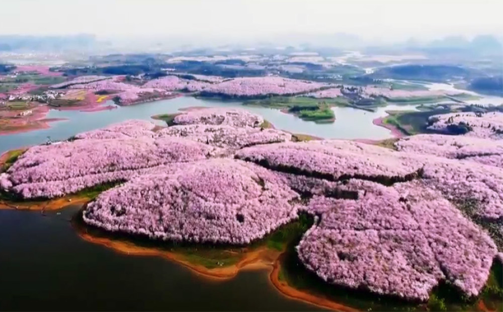 Pavasaris pārvērš Ķīnu ziedu jūrā, ķiršu ziedēšana sākusies arī Japānā