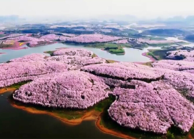 Pavasaris pārvērš Ķīnu ziedu jūrā, ķiršu ziedēšana sākusies arī Japānā