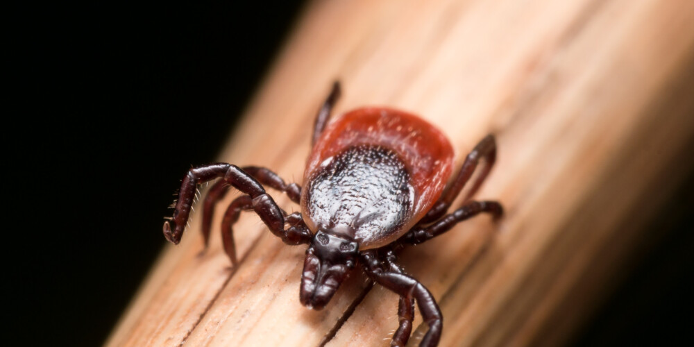 Из-за переменчивой температуры воздуха и довольно теплого в этом году января часть клещей периодически могла пробуждаться уже в зимний период, это значит, что количество клещей, возможно, сократилось