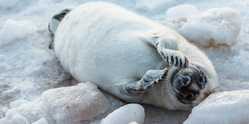 Baro, baksta un uzņem selfijus: dabas draugi sašutuši par cilvēku attieksmi pret roņu mazuļiem Ventspilī