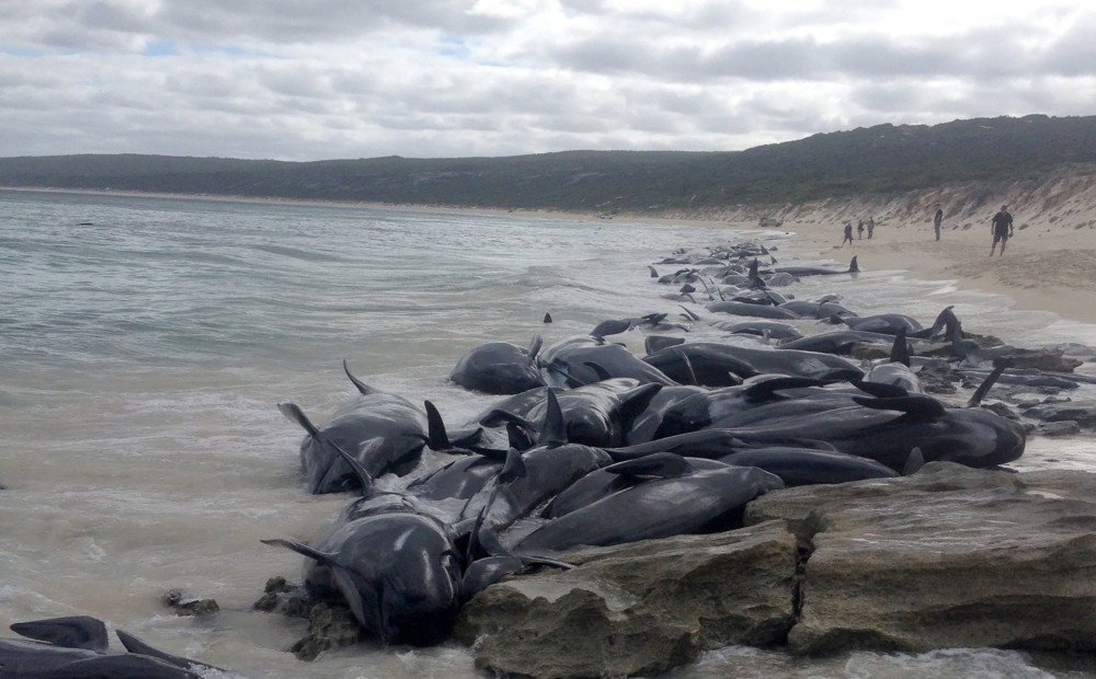 Neierasts skats: Austrālijas piekrastē izmetušies vairāk nekā 150 vaļi
