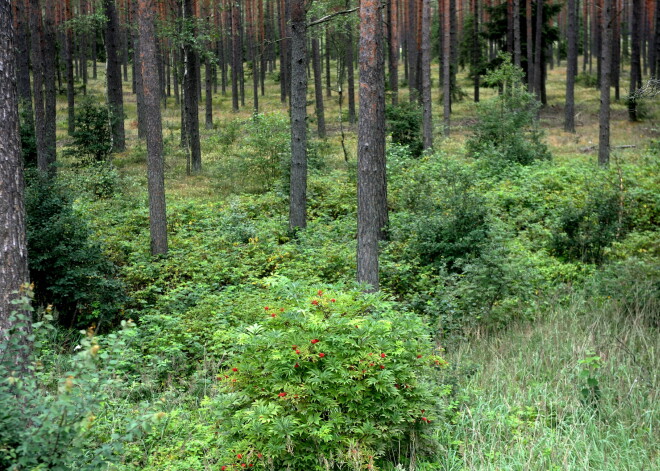 10 iemesli, kāpēc mums ir nepieciešama bioloģiskā daudzveidība