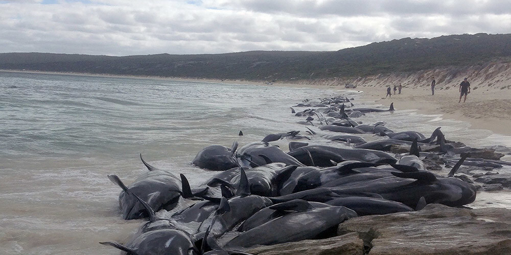 Austrālijas krastos masveidā izmetas vairāk nekā 150 vaļi, nu kuriem glābt izdodas tikai dažus