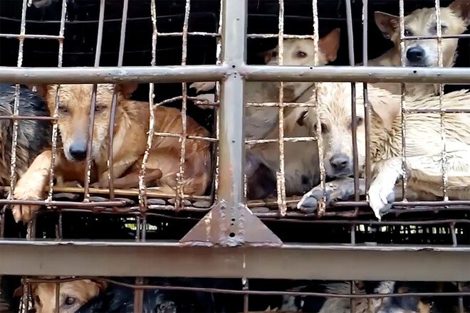 Большинство из собак похищены у владельцев как в самом Вьетнаме, так и в соседних странах
